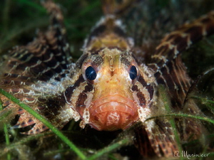 Small Scaled Scorpionfish by Aleksandr Marinicev 